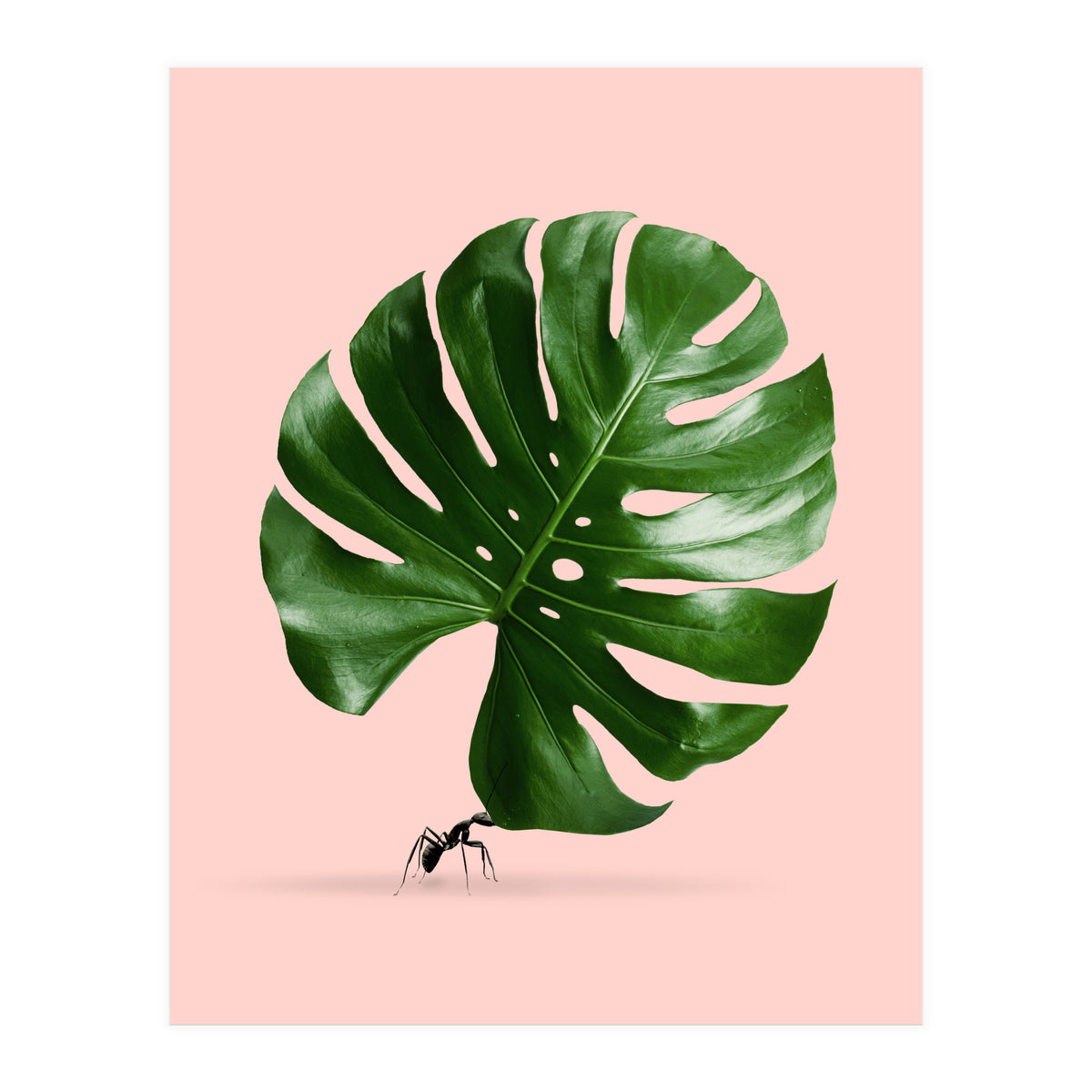 Monstera Ant (Print Only)