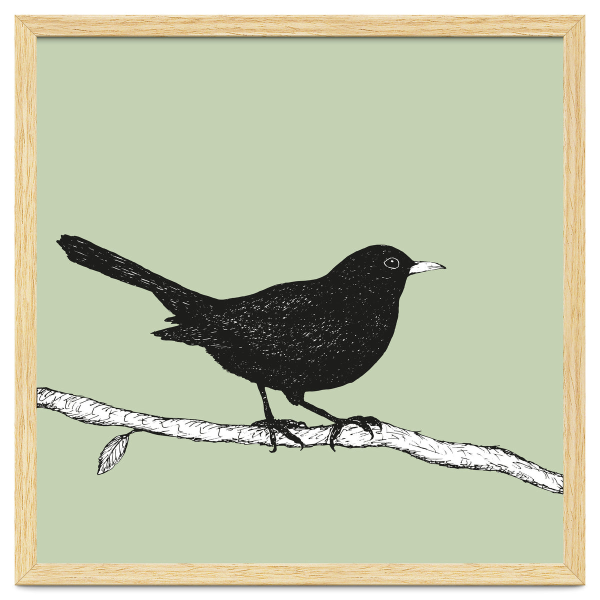 Blackbird pen drawing