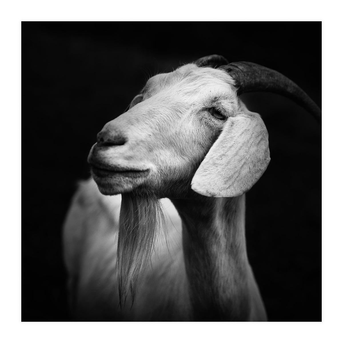 Billy Goat Adam (Print Only)