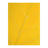 Autumn Leaf (Print Only) thumbnail