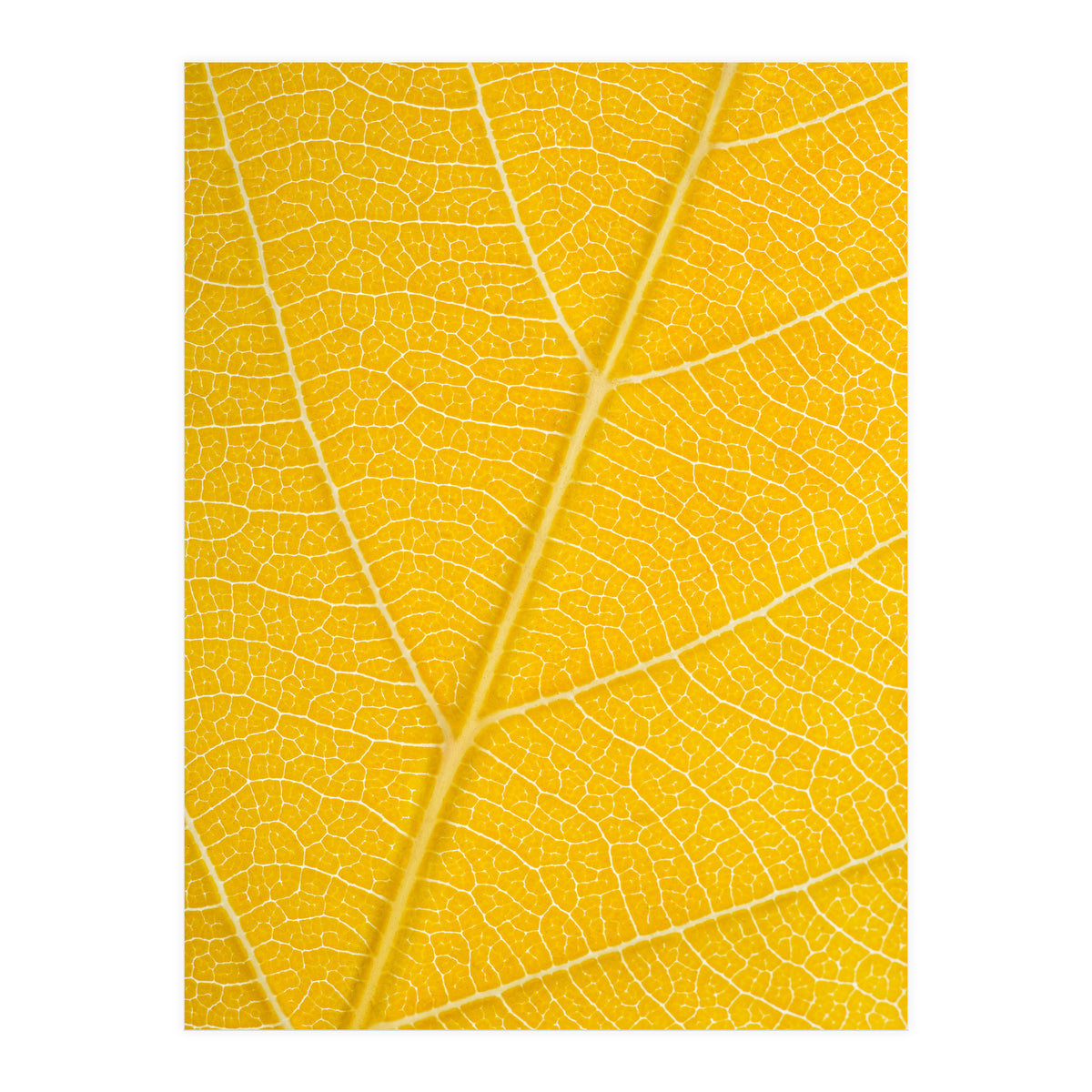 Autumn Leaf (Print Only)