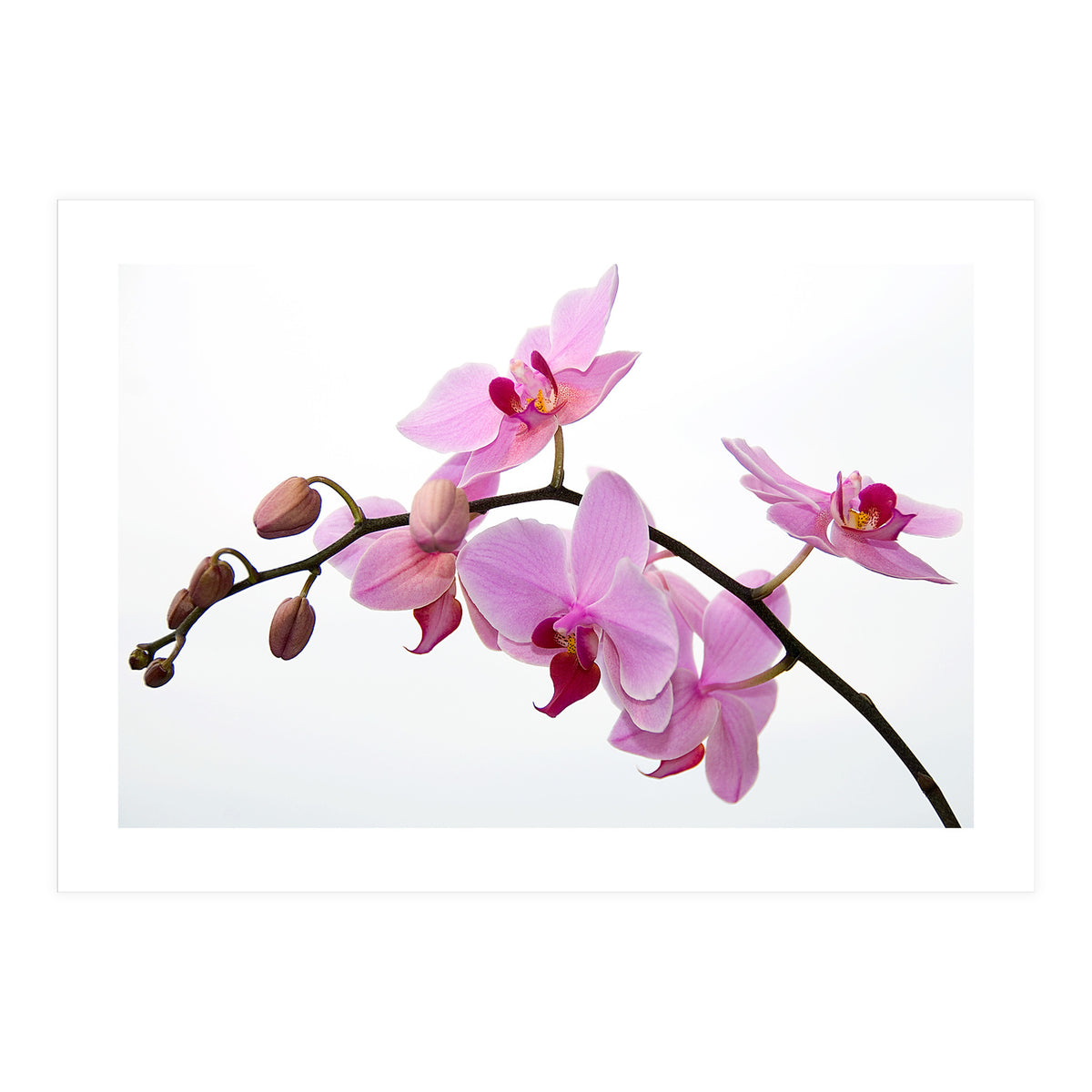 Orchidee (Print Only)