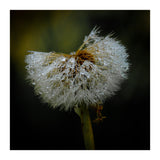 Dandelion with Raindrops (Print Only) thumbnail