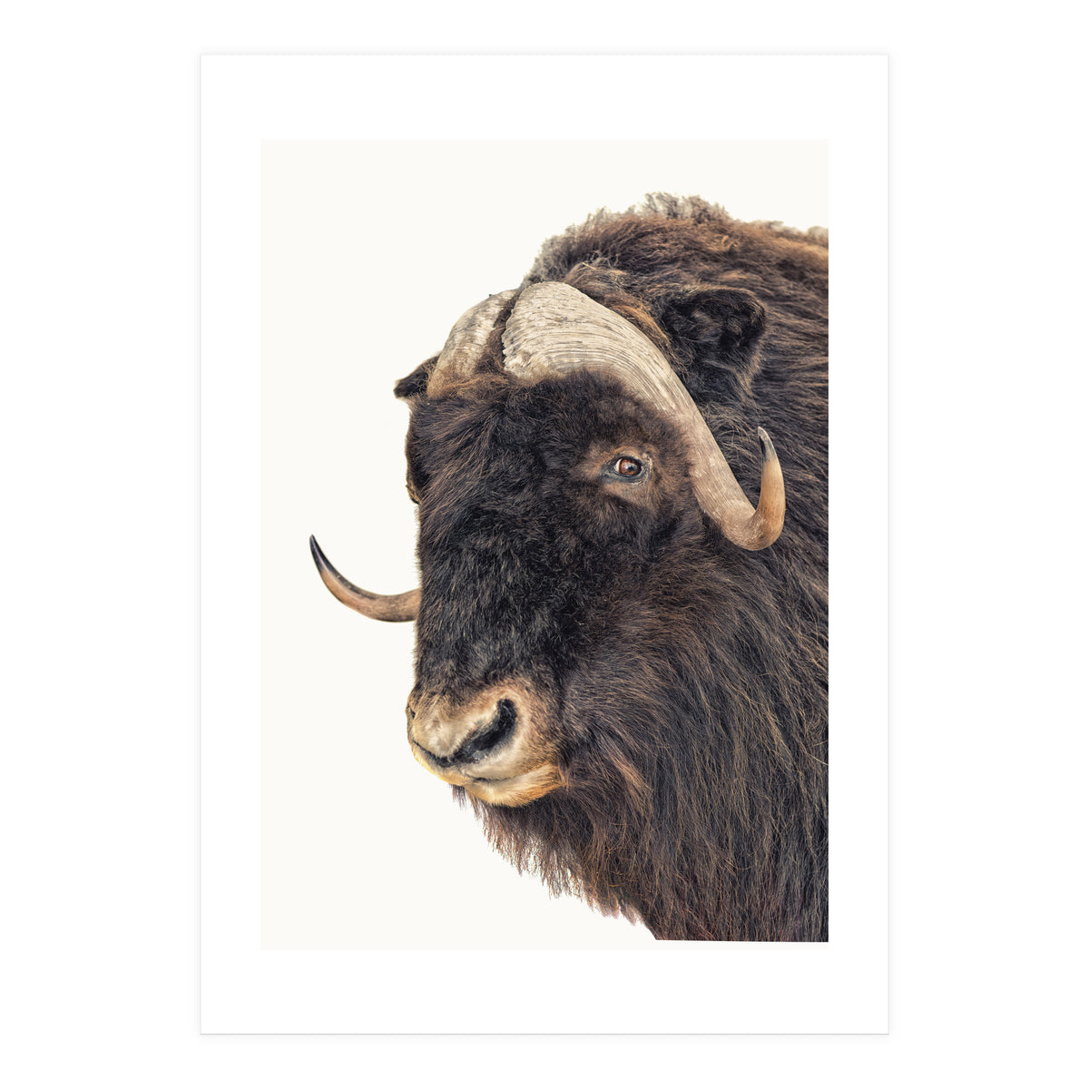 Cc Animal 02 (Print Only)