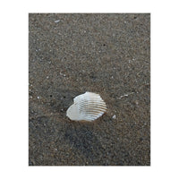Shell in Sea Shore (Print Only)
