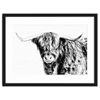 Highland bull