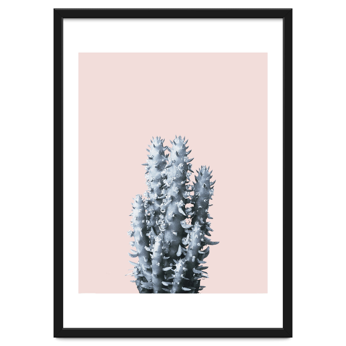 Cactus collection BL-III