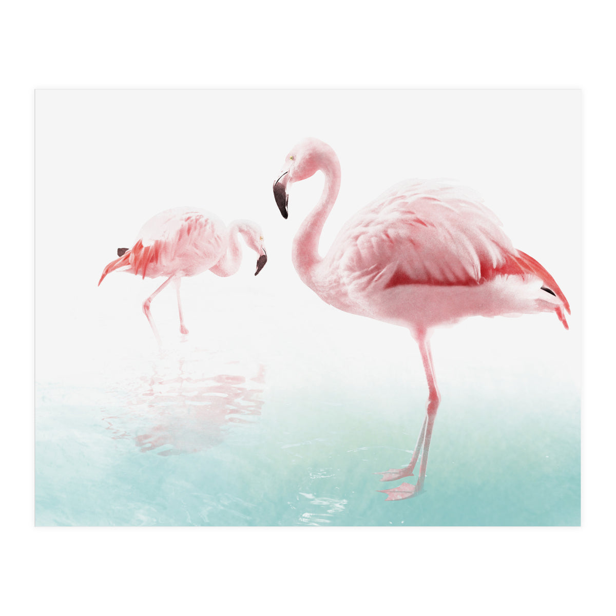 Flamingos (Print Only)
