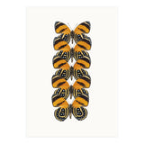Cc Butterflies 07 (Print Only) thumbnail
