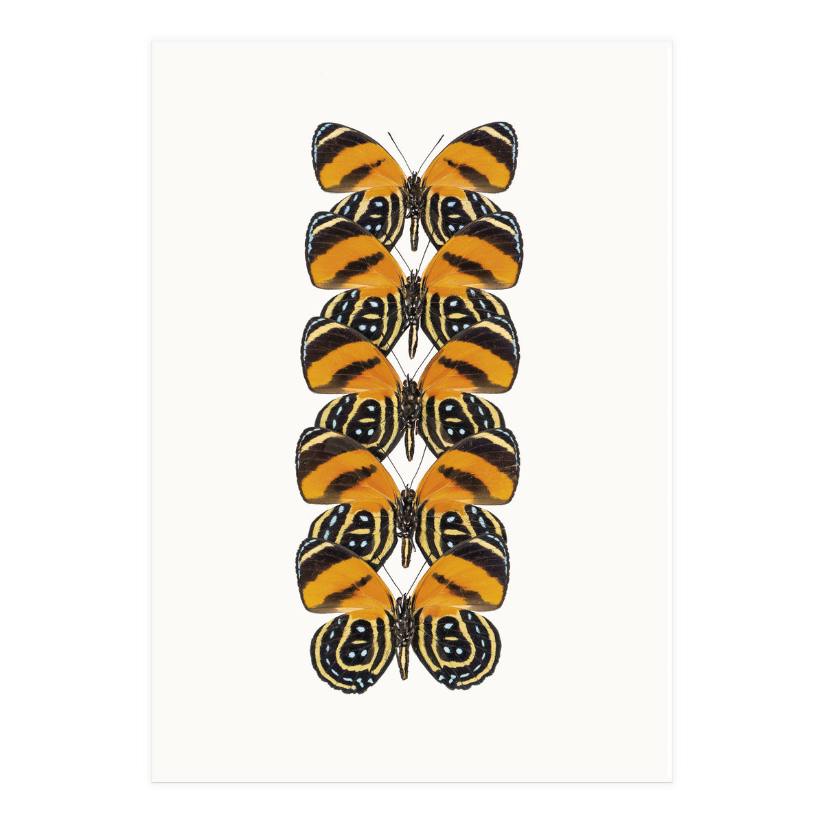 Cc Butterflies 07 (Print Only)