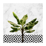 Banana Plant On White Marble And Checker Wall (Print Only) thumbnail