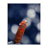 Red Ginger Flower (Print Only) thumbnail