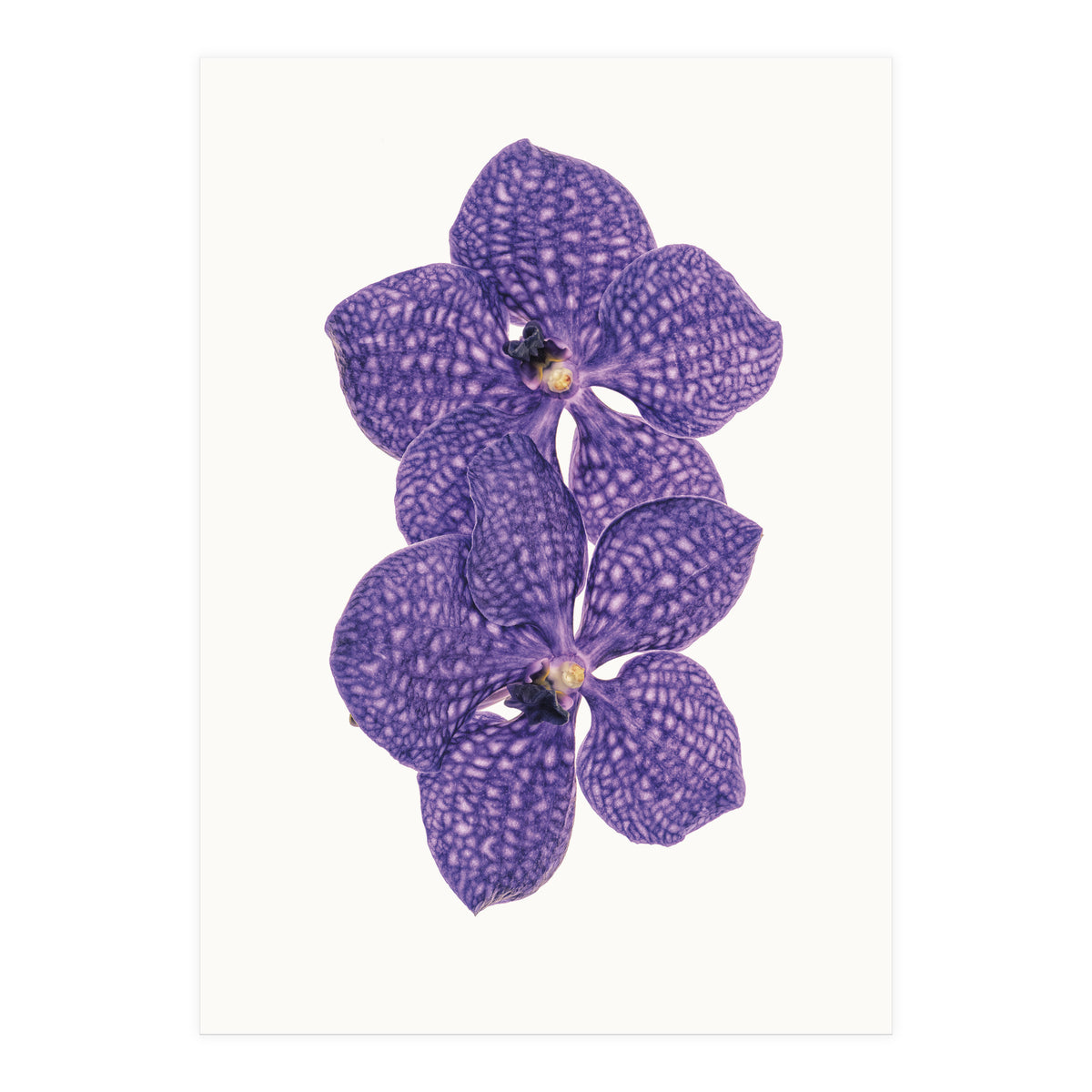 Cc Flower 06 (Print Only)