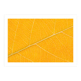Autumn Leaf (Print Only) thumbnail