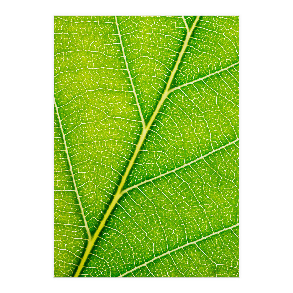 Autumn Leaf (Print Only)