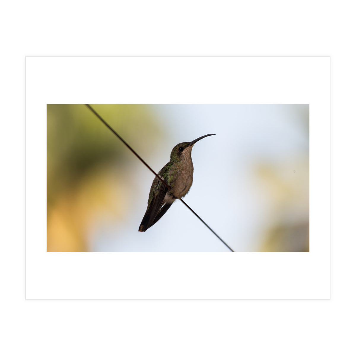 Colibri from Haïti (Print Only)