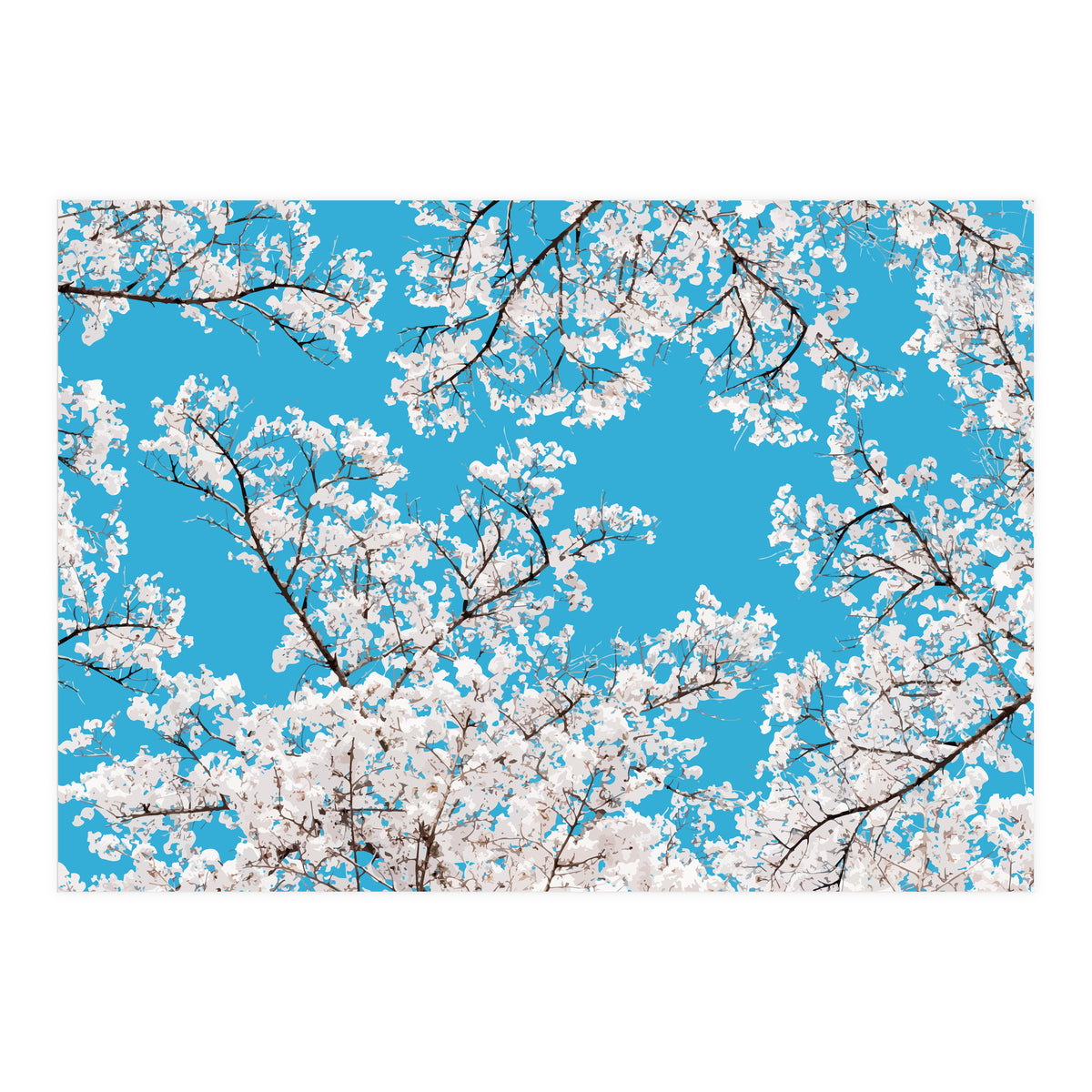 White Blossom (Print Only)