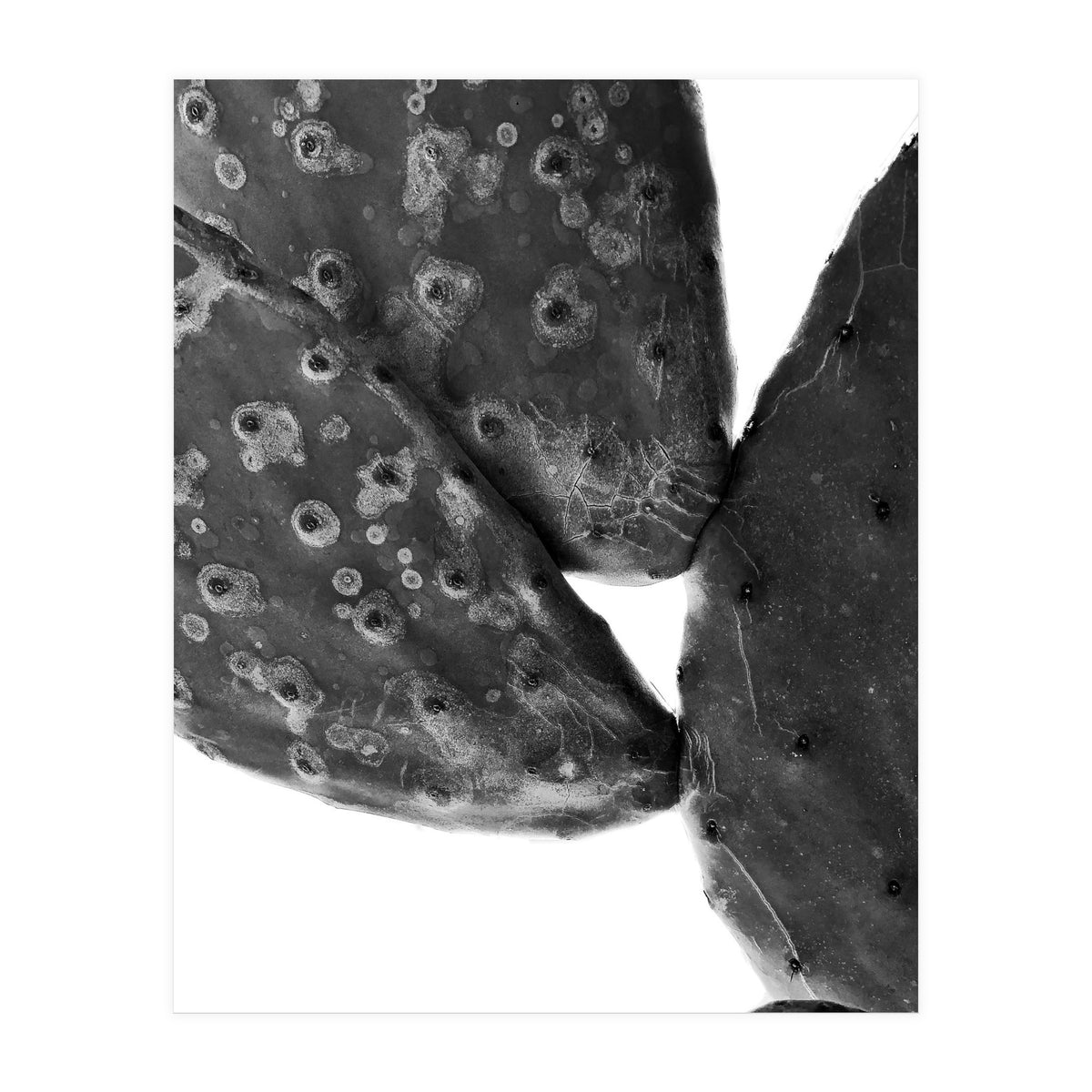 Black Cactus (Print Only)