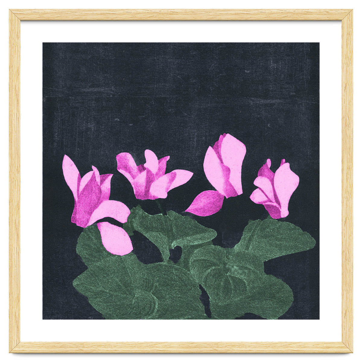 Cyclamen