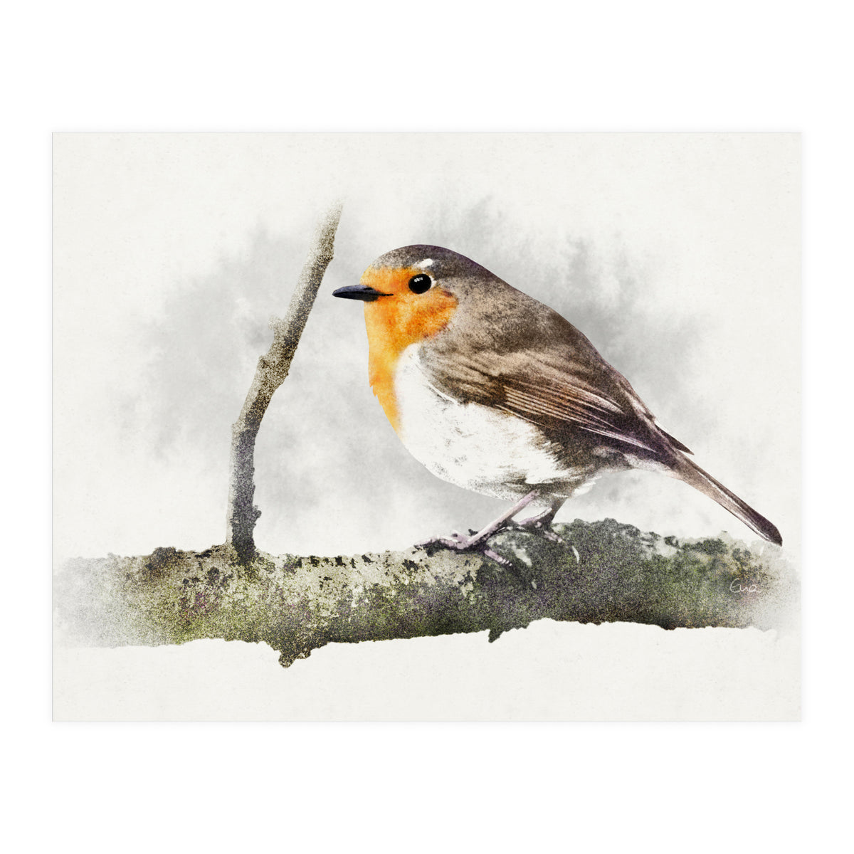 Robin (Print Only)