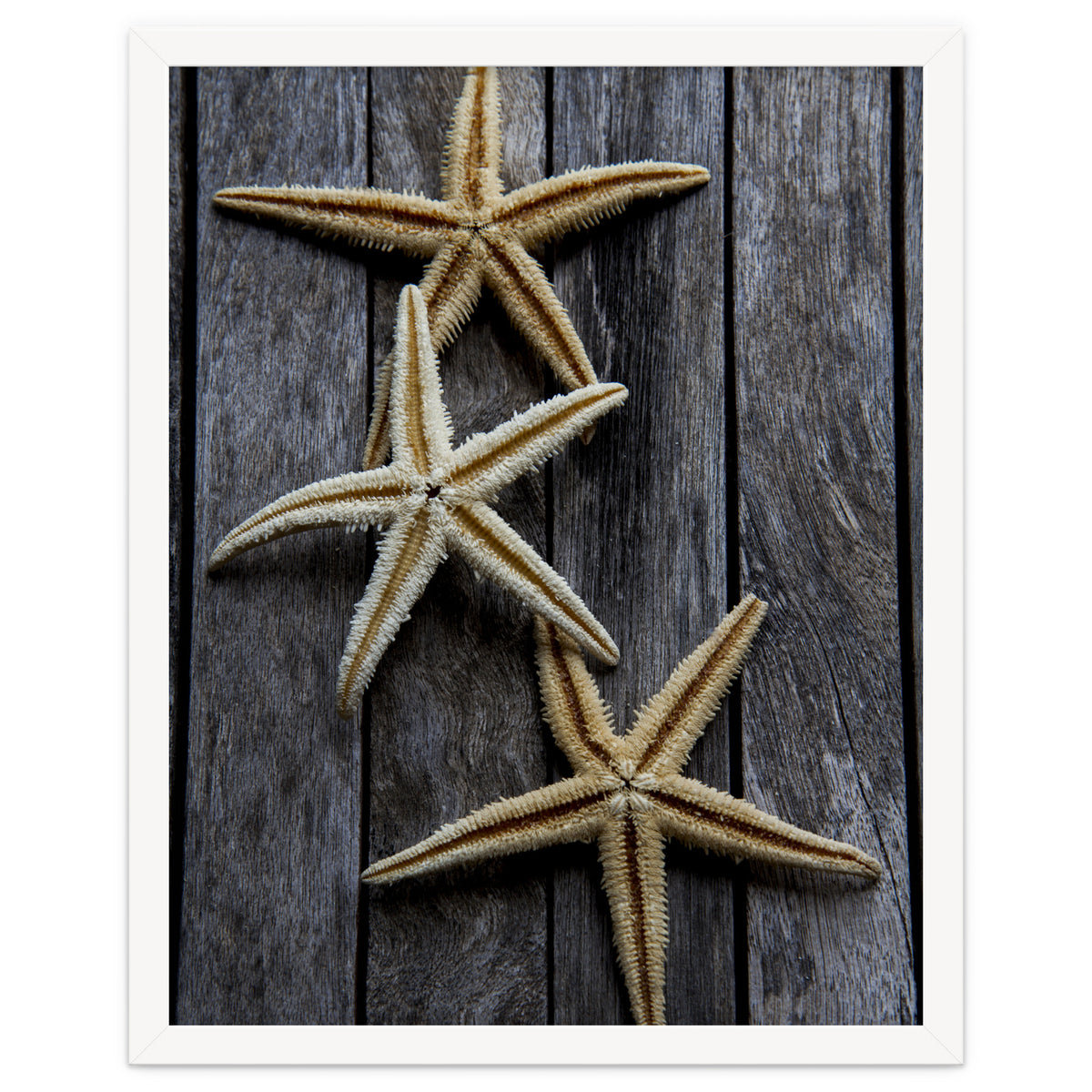 Starfishes in wooden