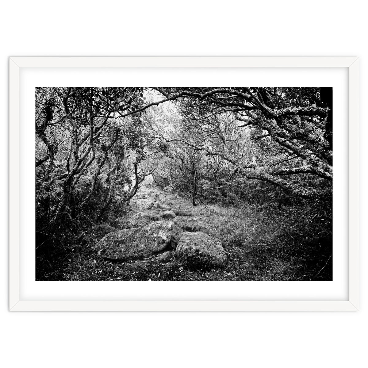 Undergrowth in black and white