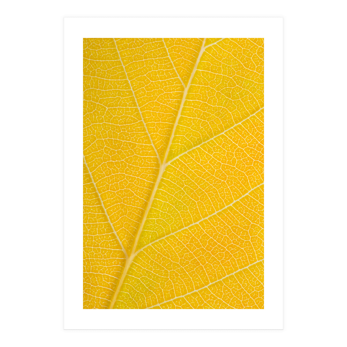Autumn Leaf (Print Only)