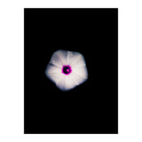 White Flora (Print Only) thumbnail