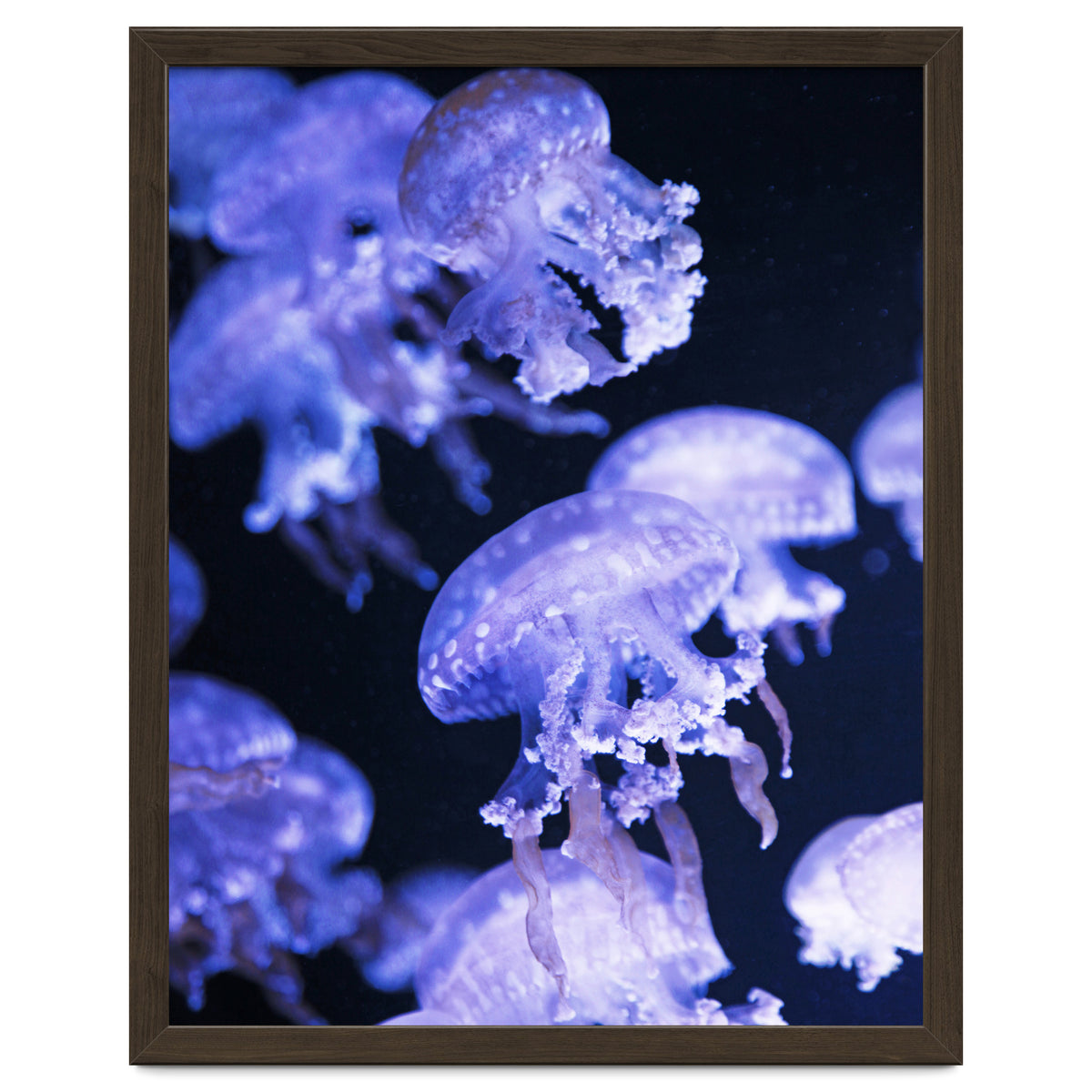 Jellyfish