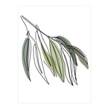Willow (Print Only) thumbnail