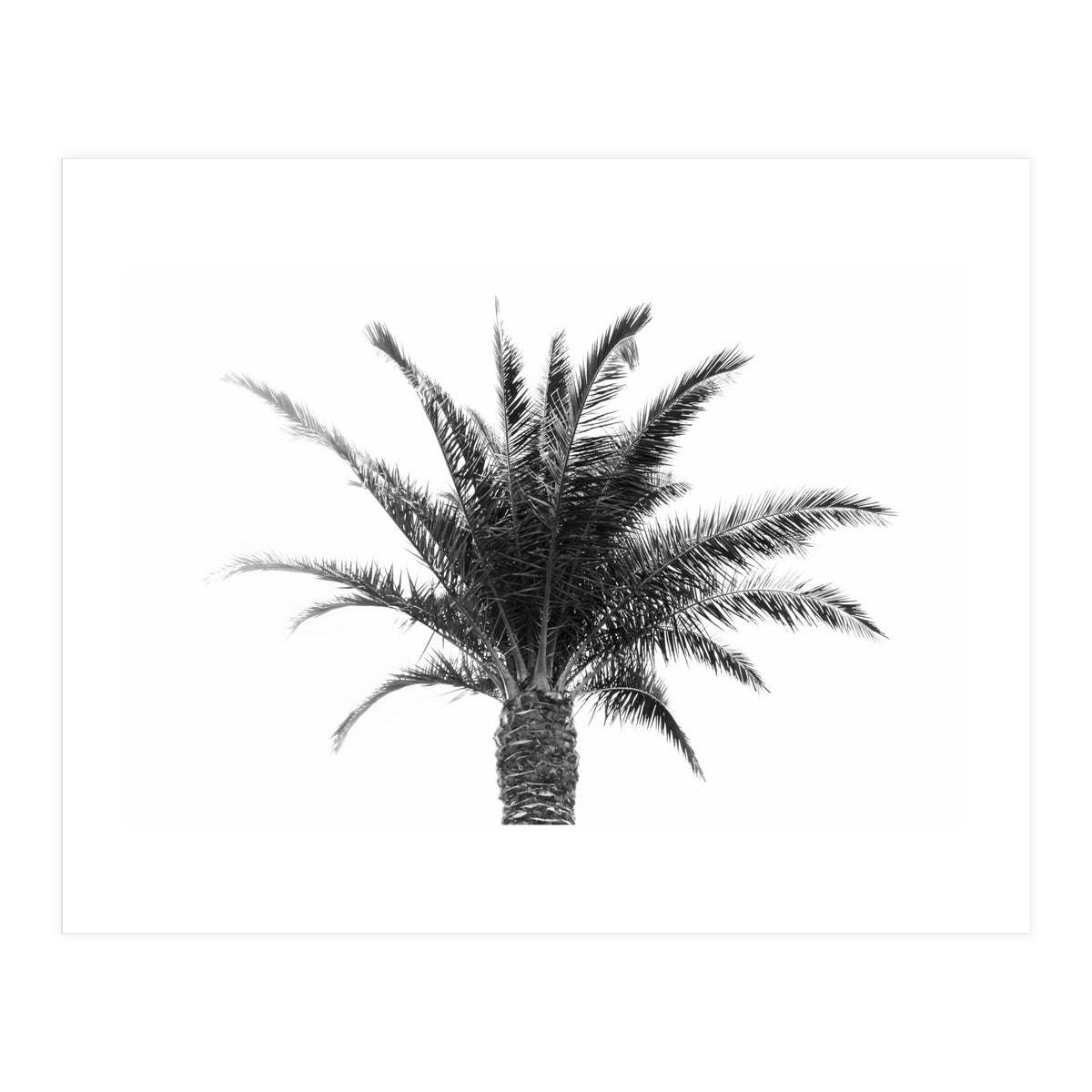 Palm Tree (Print Only)