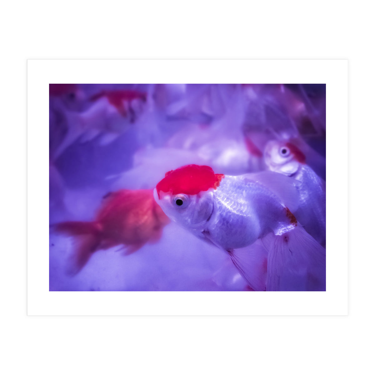 Golden Fish (Print Only)