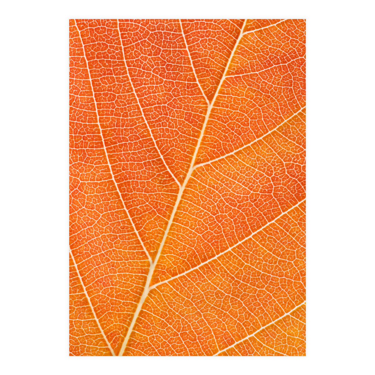 Autumn Leaf (Print Only)