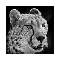 Cheetah (Print Only)