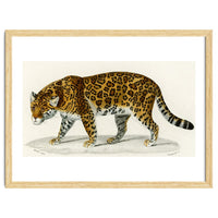 Jaguar (Panthera Onca) illustrated