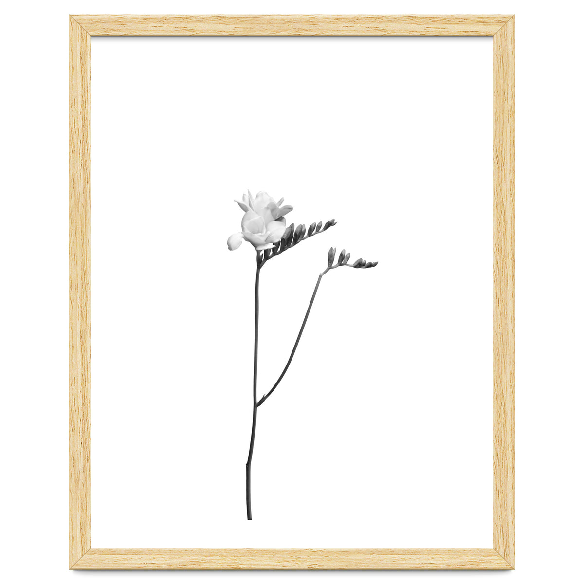 Freesia | bright design