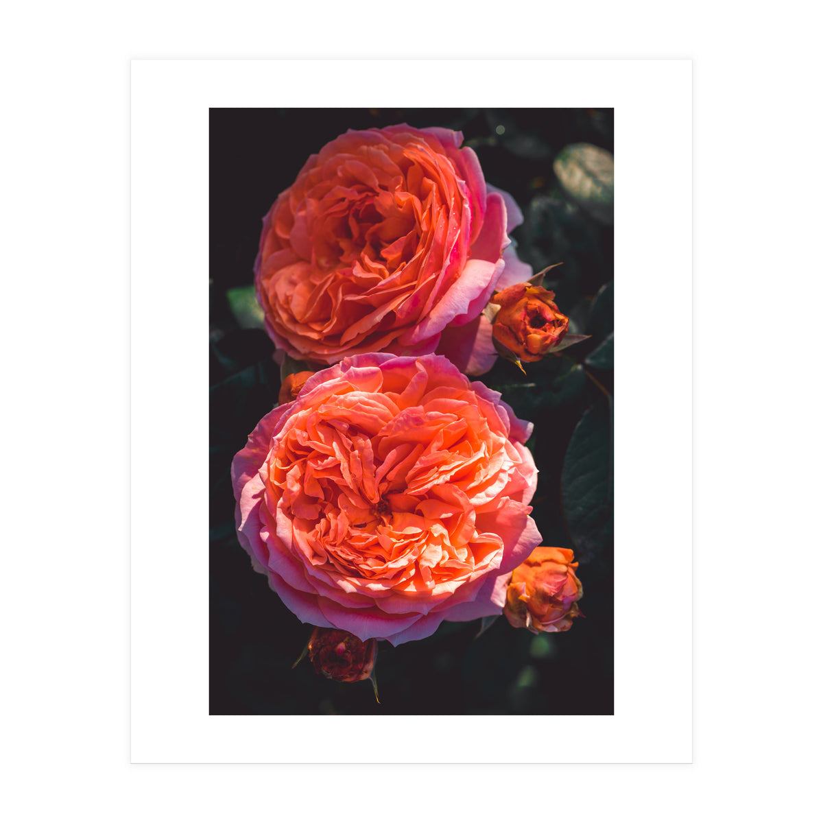 Rose Flowers  (Print Only)