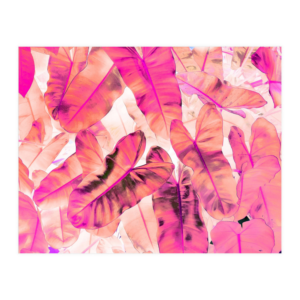 Pink Nirvana (Print Only)