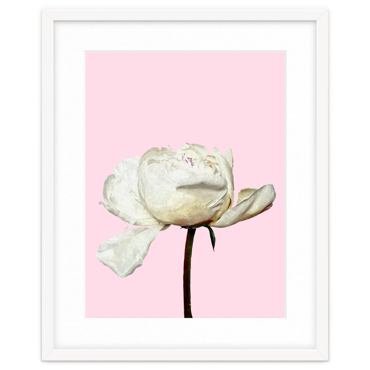 White Peony Pink Background