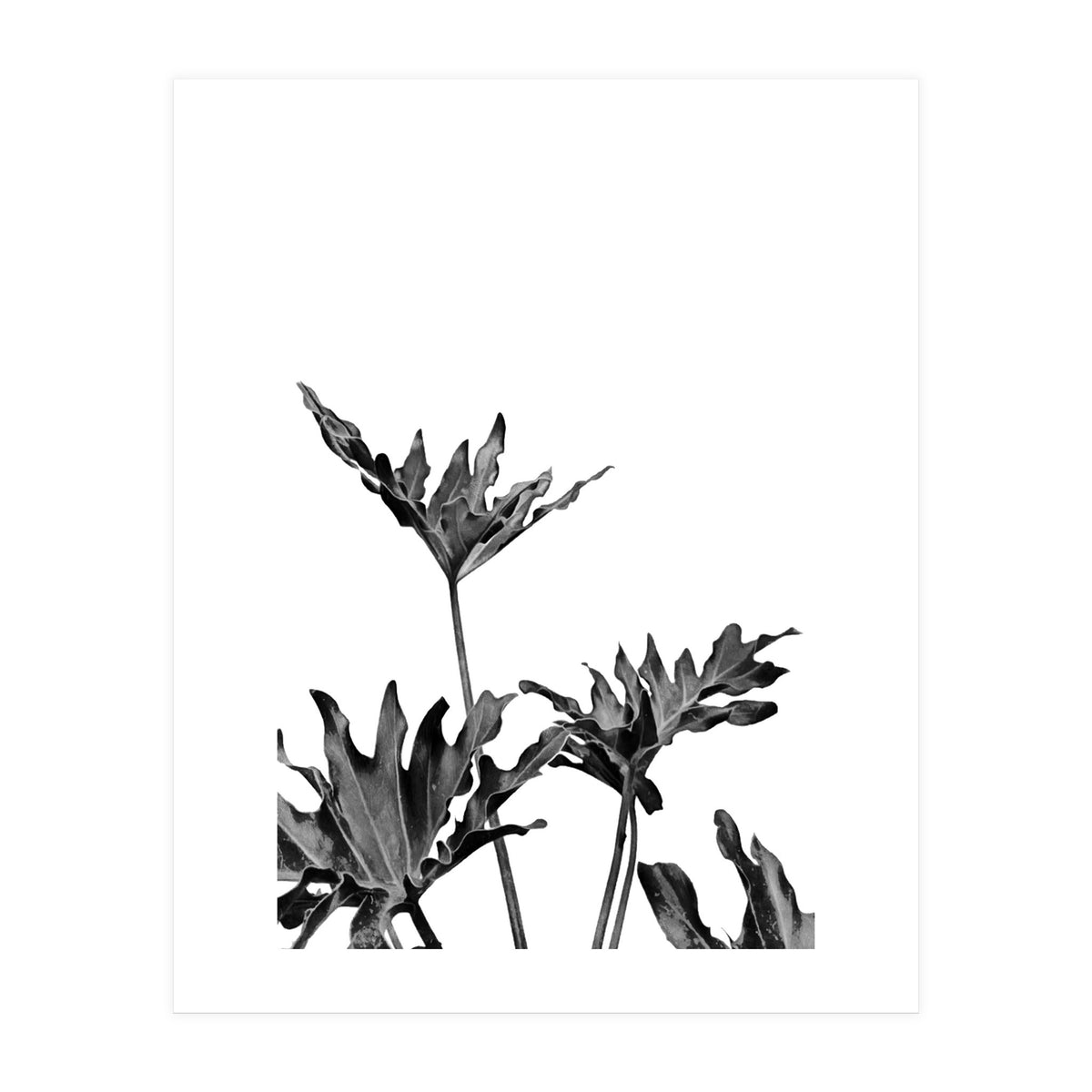Monstera Black And White 08 (Print Only)