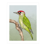 Green woodpecker (Print Only) thumbnail