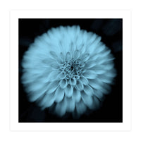 Asteraceae (Print Only)