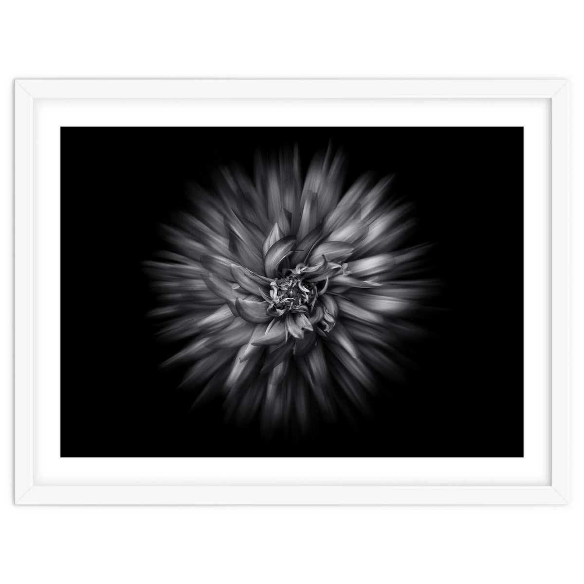 Backyard Flowers In Black And White 20 Flow Version