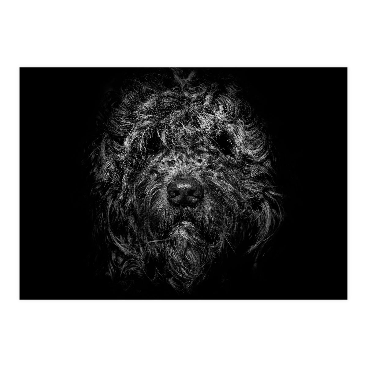 Ziggy Portrait No 1 (Print Only)