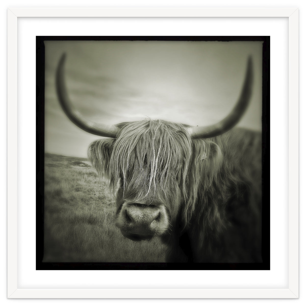 Elgol Cow