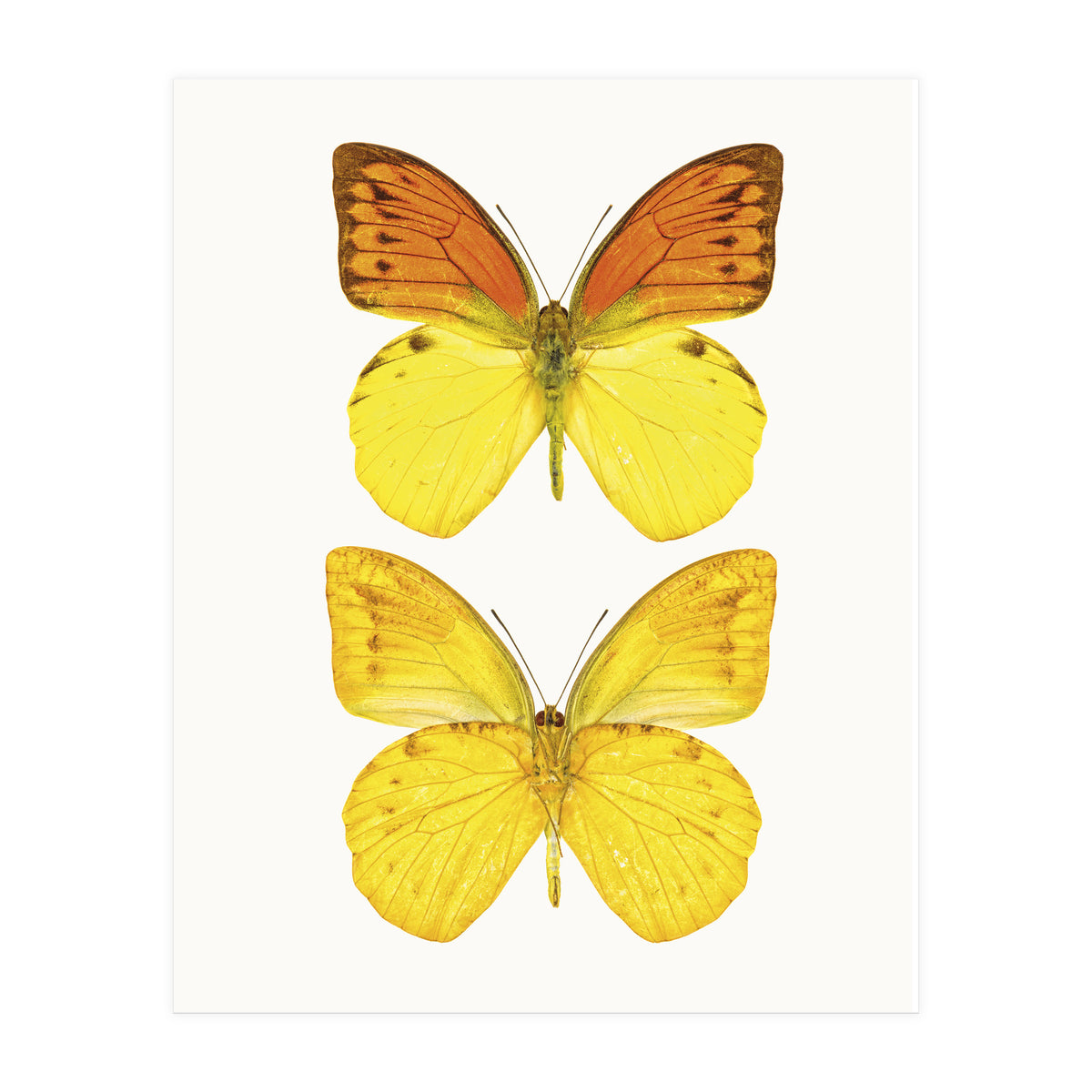 Cc Butterflies 08 (Print Only)