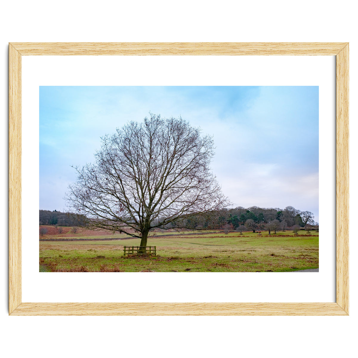 Young Oak Tree in Winter