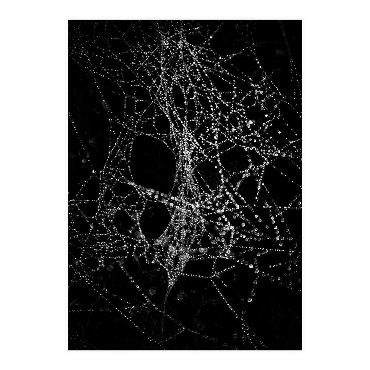 Spiderweb No 4 (Print Only)