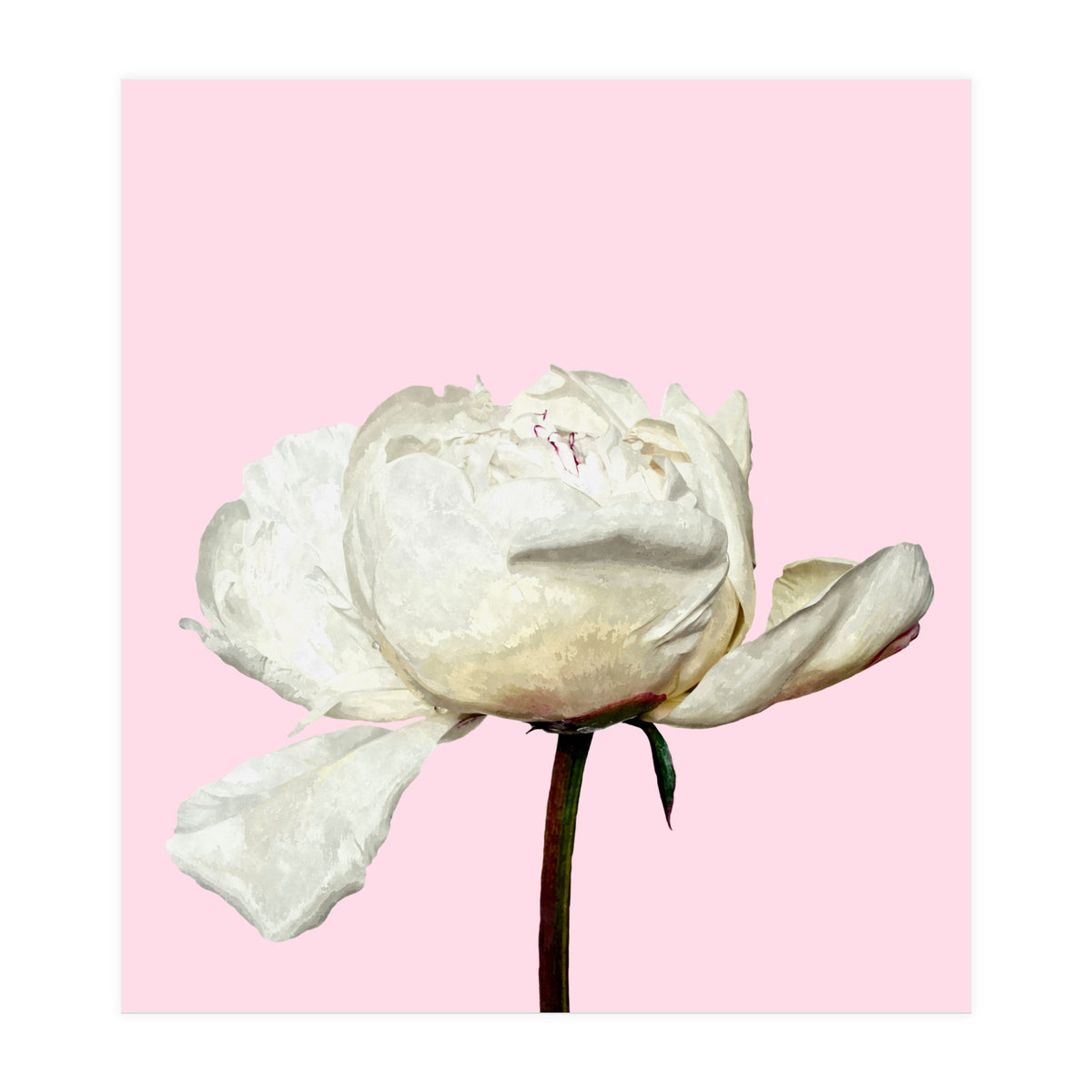 White Peony Pink Background (Print Only)