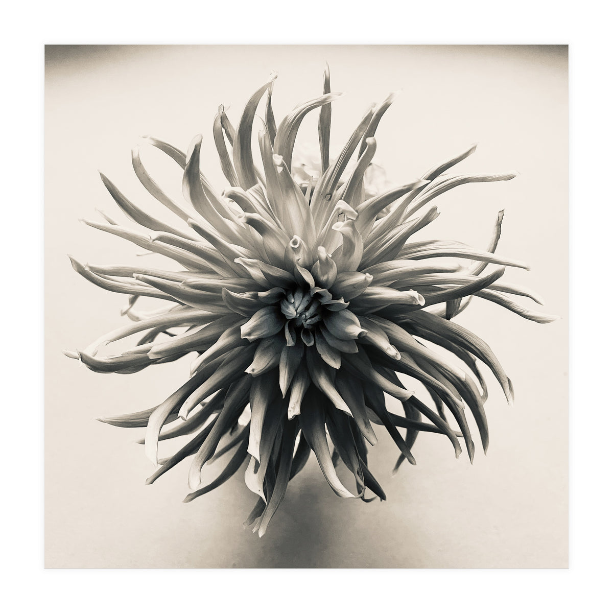 Dahlia (Print Only)